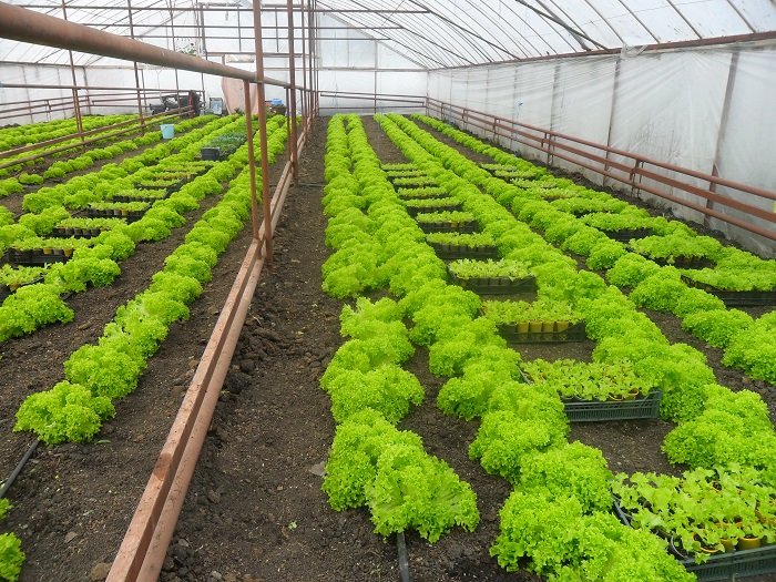 Growing lettuce in a greenhouse in winter