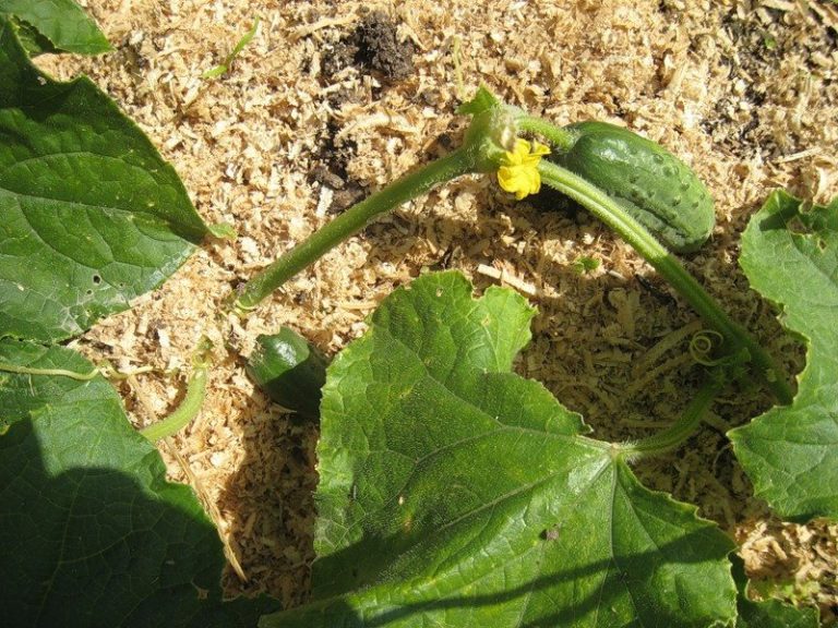 sawdust seedling growing technology