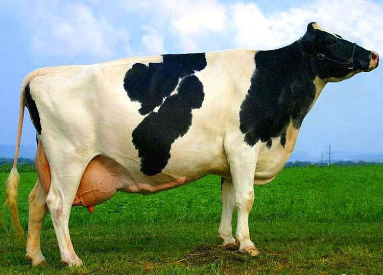 Diet Plan For milk Cows