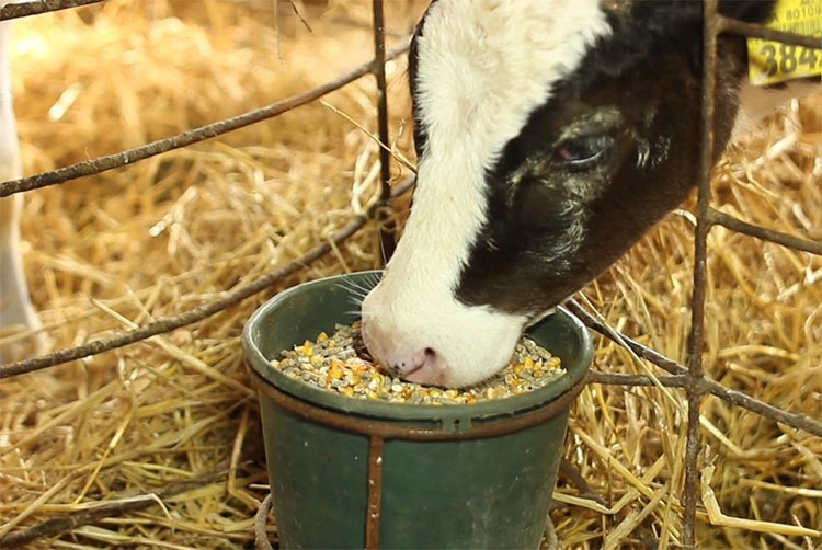 feeding Calfs Concentrates and roughage