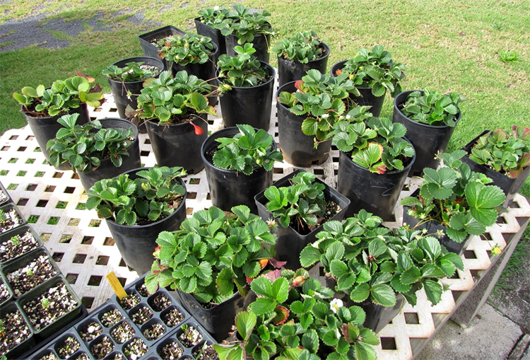 growing strawberries in plastic containers