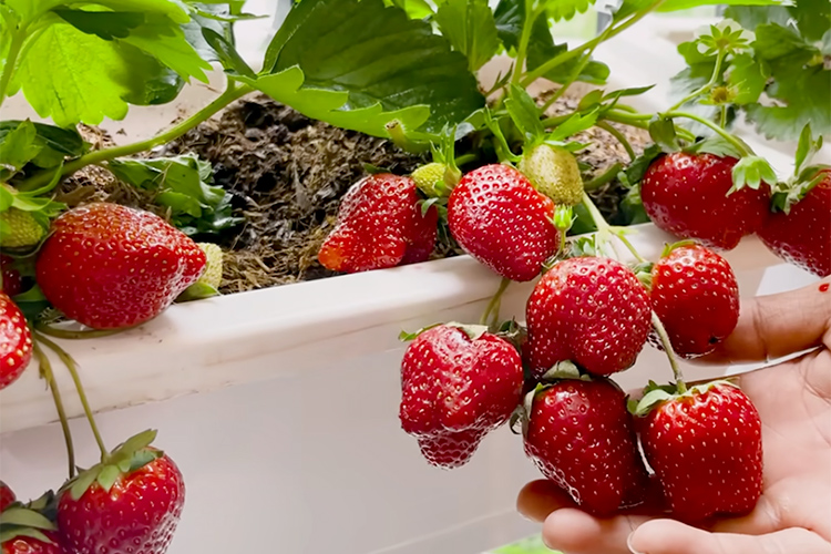 varieties of strawberries are best to choose for containers