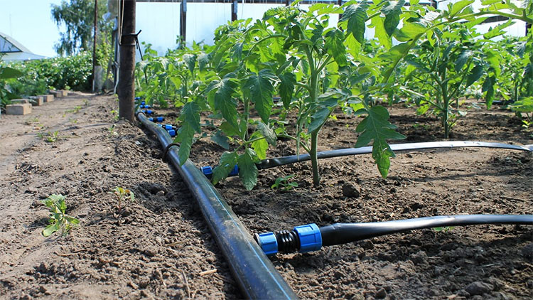 Garden Drip Irrigation