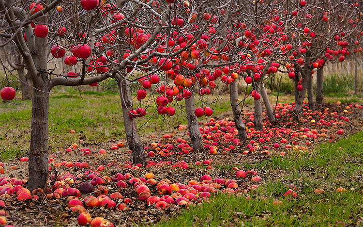 Fall Gardening Tips for Plants