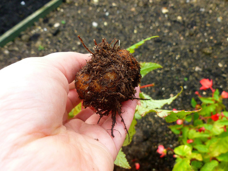 Growing begonias