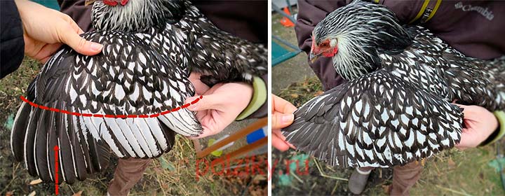 How to trim the wings