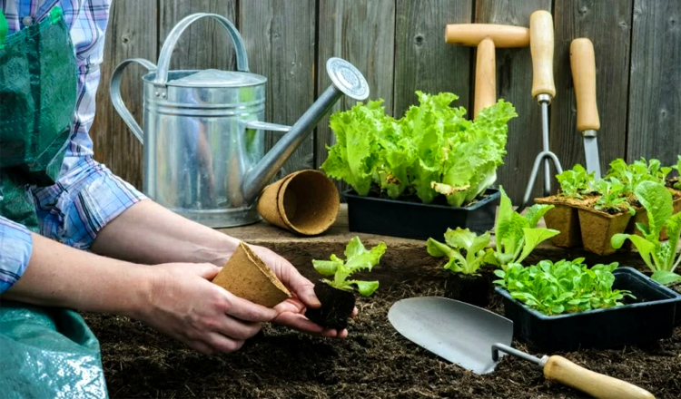 July Garden & Vegetable Tasks - Gardening Calendar