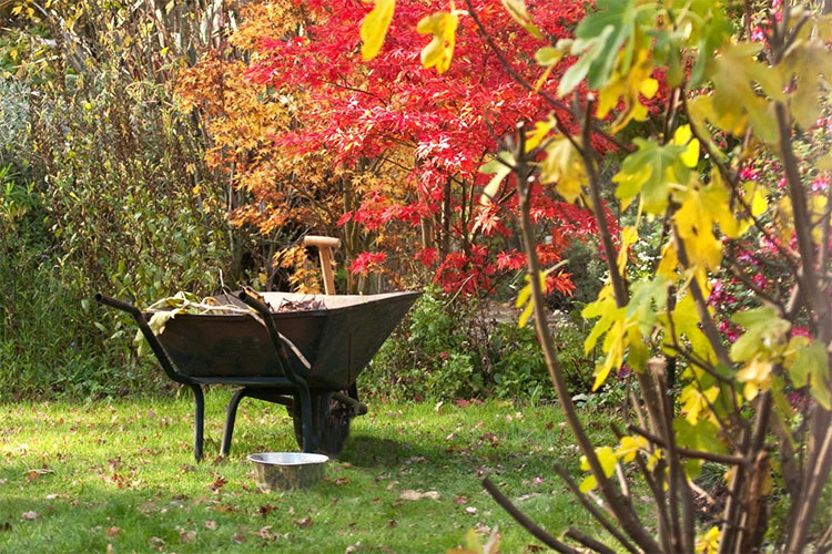 Gardening Calendar November