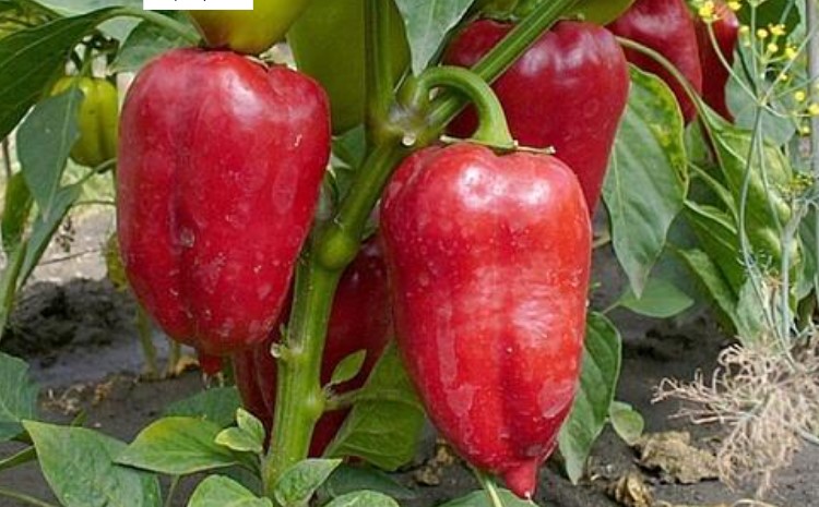 The pepper varieties