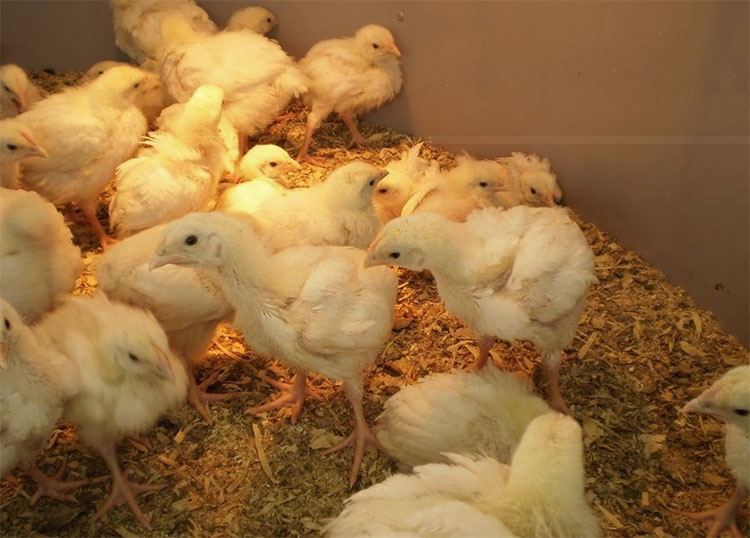 Poor growth of broiler chickens