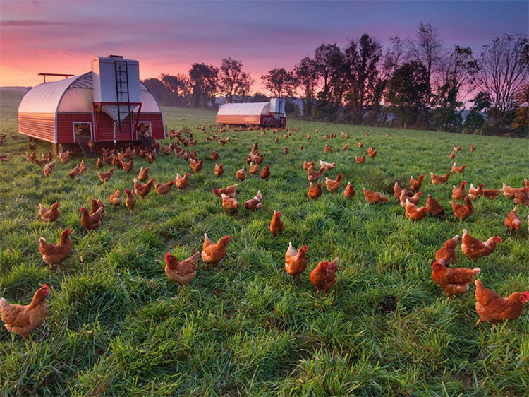 Recommendations for beginner poultry farmers