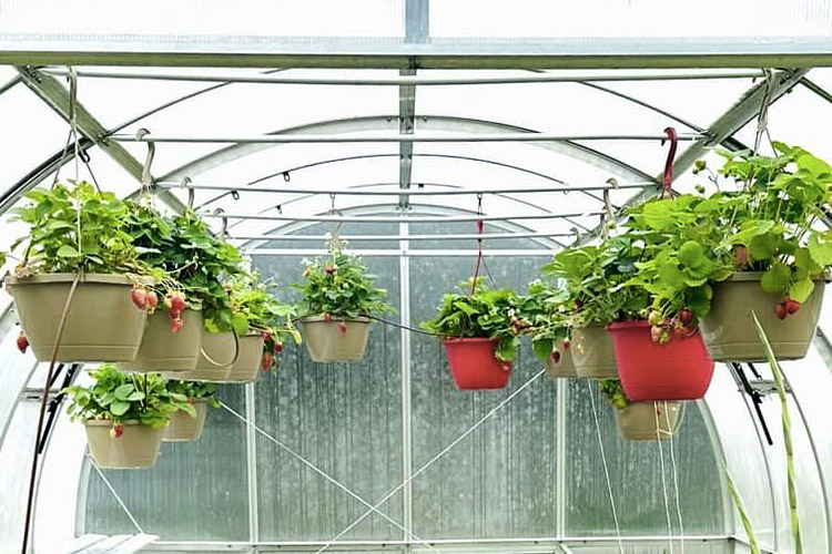 Summer Greenhouse Action Plan