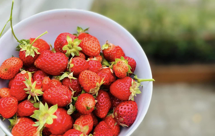 Recommended Summer Crops for greenhouse growing