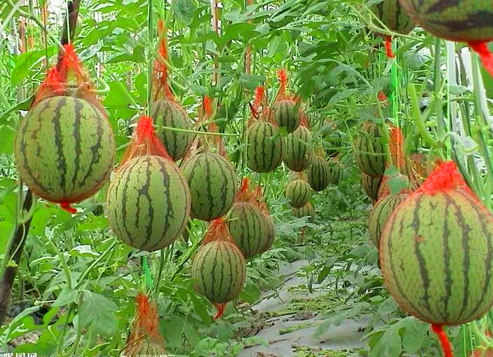 growing watermelons in a greenhouse