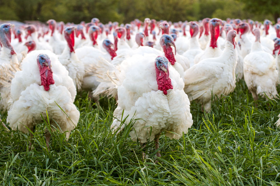 White wide-breasted turkey: main characteristics, distinctive features of the breed and its advantages