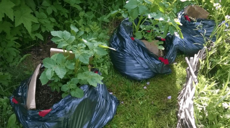 Quick way to make compost in garbage bags