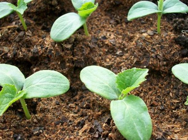 Japanese sawdust seedling growing technology