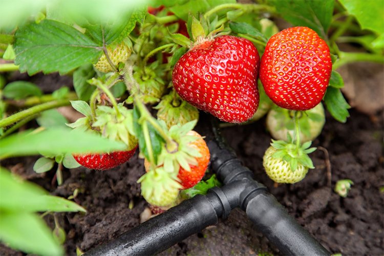 Watering strawberries in boxes