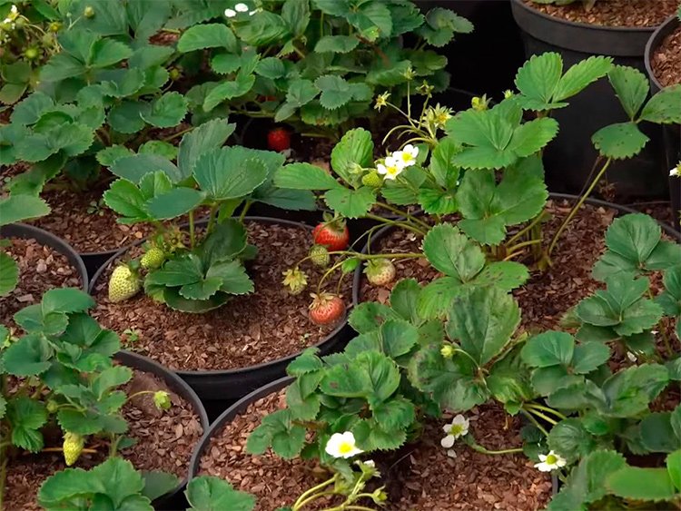 grow strawberries in containers