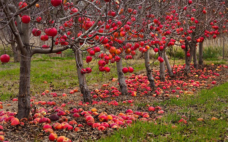 Fall Gardening Tips