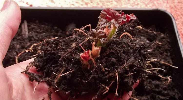 Growing BEGONIAS from Tubers