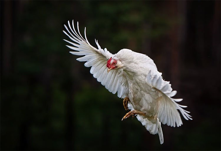 How to trim the wings of chickens