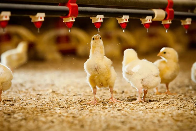 chickens on poultry farm