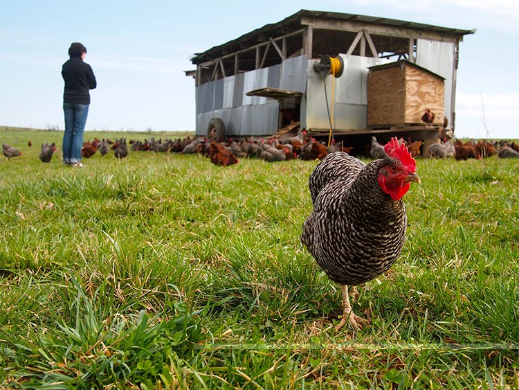 poultry farm