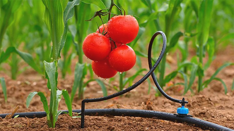 Drip Irrigation - Saving Water and Energy on the Farm