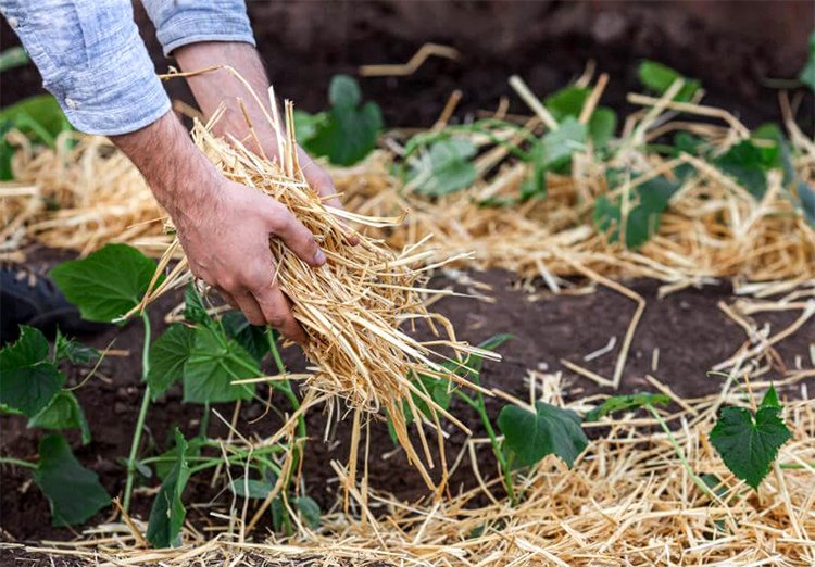 Mulching - Saving Water and Energy on the Farm