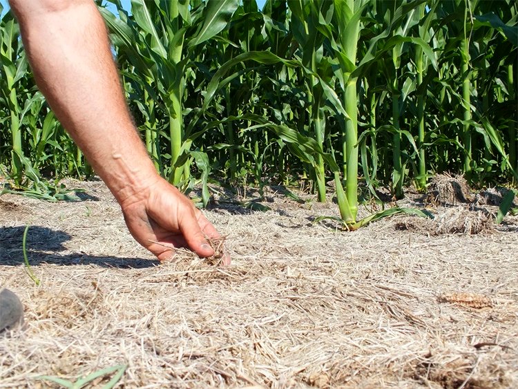 No-Till Farming - Saving Water and Energy on the Farm