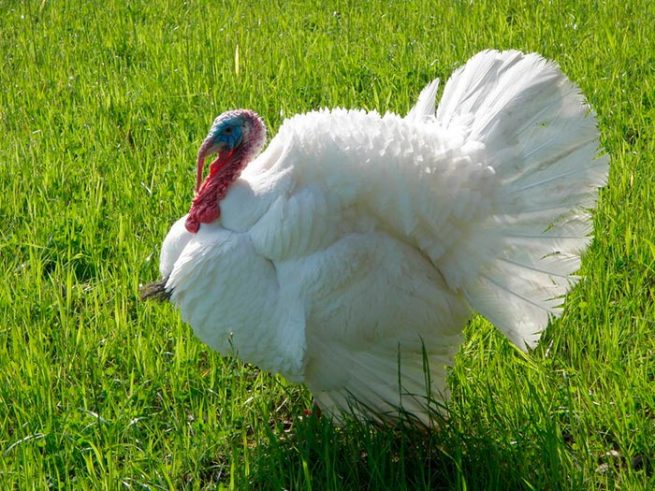 White wide-breasted turkey