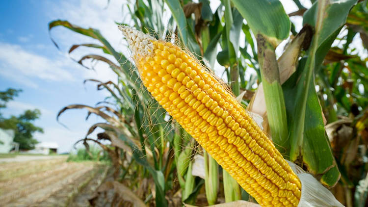 US corn prices skyrocket after recent collapse
