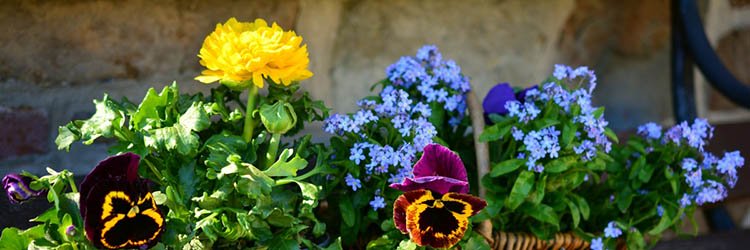 Floriculture Article Directory