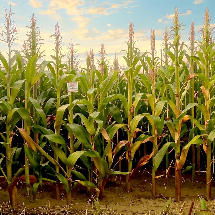 Falling demand for wheat and corn in China could crash global markets